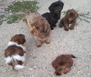 Vand catelusi Shih Tzu - imagine 2