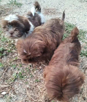 Vand catelusi Shih Tzu - imagine 3