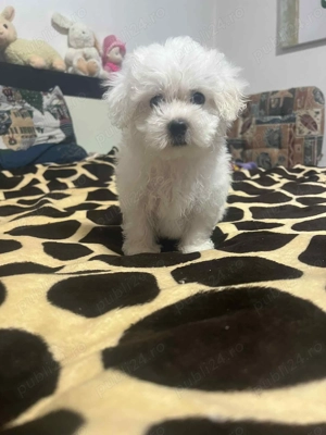 Vand bichon maltese 2 luni - imagine 2