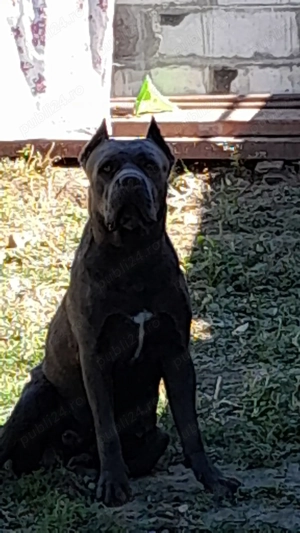 Pui de Cane corso de vanzare - imagine 3