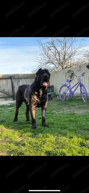 Vând cane corso talie mare - imagine 4