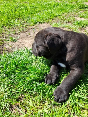Pui de Cane corso de vanzare