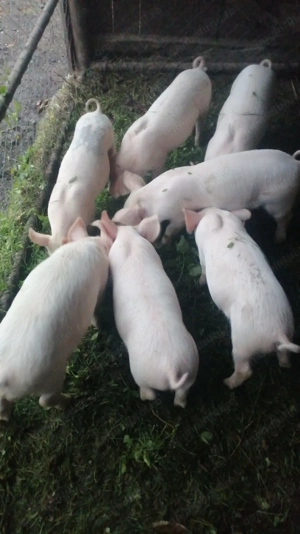 Vând purcei marele alb - imagine 2