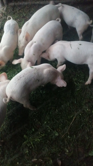 Vând purcei marele alb - imagine 3