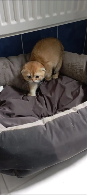 scottish fold chinchila golden!!!