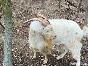 Vand tap din rasa Alba de Banat