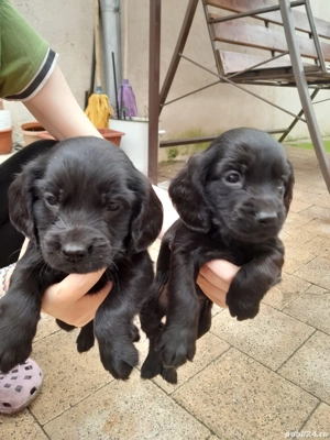 Suntem trei negrii  mititei