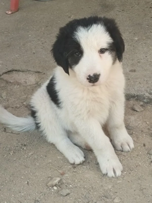 De vânzare! Câini ciobănești