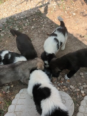 De vânzare! Câini ciobănești - imagine 3 De vânzare! Câini ciobănești - imagine 3