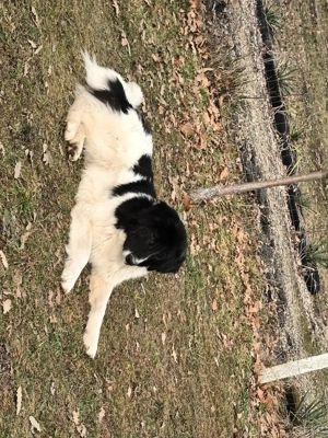 De vânzare! Câini ciobănești - imagine 2 De vânzare! Câini ciobănești - imagine 2