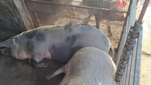 Porci de carne nu de ferma - imagine 2 Porci de carne nu de ferma - imagine 2