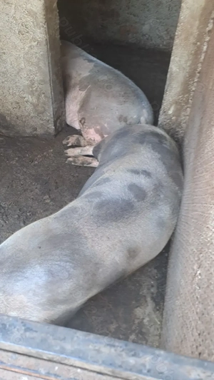 Porci de carne nu de ferma