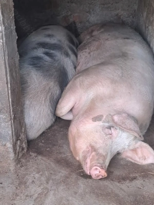 Porci de carne nu de ferma - imagine 4 Porci de carne nu de ferma - imagine 4