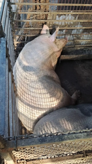 Porci de carne nu de ferma - imagine 3 Porci de carne nu de ferma - imagine 3