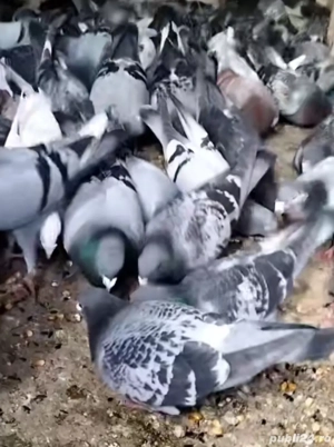 vind porumbei voiajori 