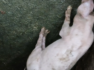 Purcei de vânzare vârsta 