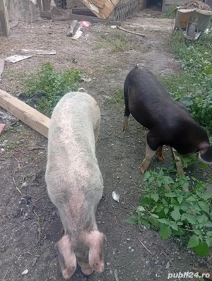 vănd porci  - imagine 5