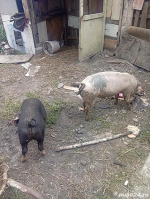 vănd porci  - imagine 3
