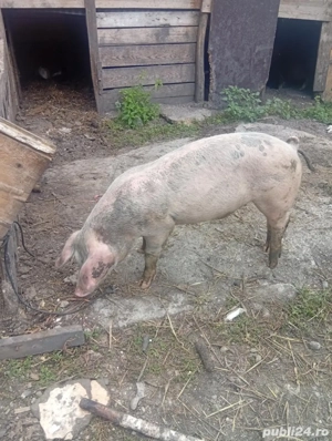 vănd porci  - imagine 2