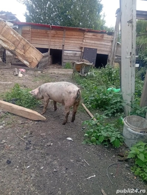 vănd porci  - imagine 4