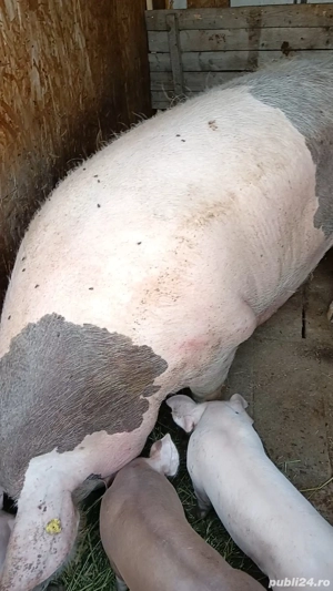 Vând scroafa pentru reproducere