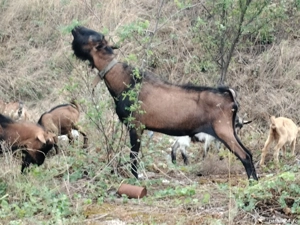 Vând 3 țapi alpini francezi