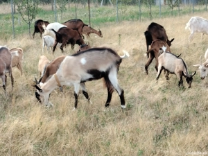 Vând 3 țapi alpini francezi - imagine 3 Vând 3 țapi alpini francezi - imagine 3