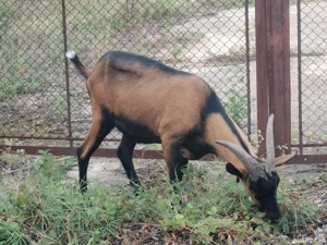 Vând 3 țapi alpini francezi - imagine 2 Vând 3 țapi alpini francezi - imagine 2
