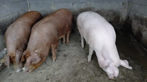 Porci de vânzare 120-150 kg