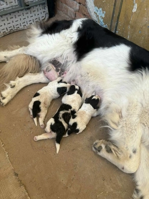 Ciobănesc de Bucovina - imagine 3