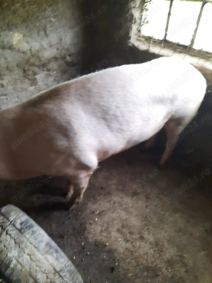 porci de vanzare 