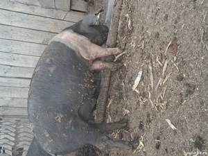 Grăsuni bazna și mangalița  - imagine 5 Grăsuni bazna și mangalița  - imagine 5