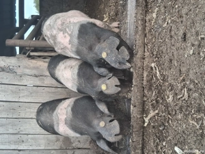 Grăsuni bazna și mangalița  - imagine 4 Grăsuni bazna și mangalița  - imagine 4