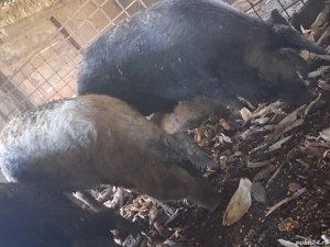 Grăsuni bazna și mangalița  - imagine 2 Grăsuni bazna și mangalița  - imagine 2