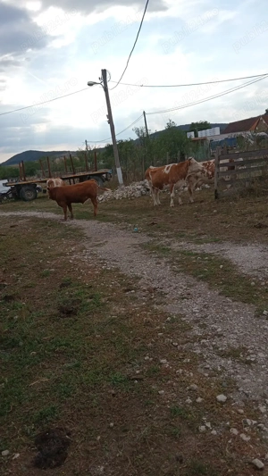 Vand vaci baltate 11capete