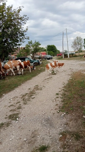 Vand vaci baltate 11capete - imagine 2