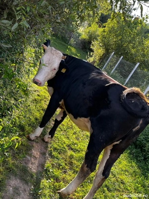 Vand vitea metis Holstein - imagine 2