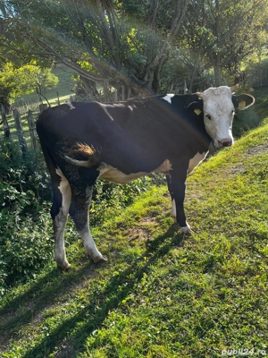 Vand vitea metis Holstein - imagine 4