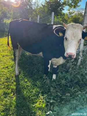 Vand vitea metis Holstein