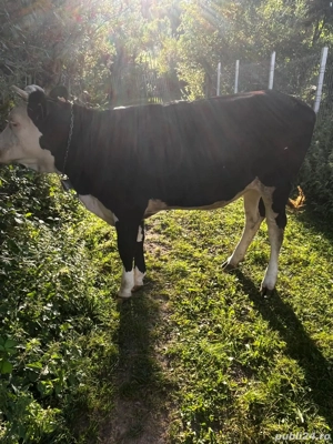 Vand vitea metis Holstein - imagine 3