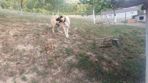 Kaangal mascul 1 an si 5 luni