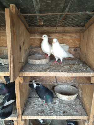 Porumbei de ornament, durată și înălțime până la dispariția 