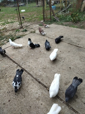 Cungi de Ploiesti de vânzare  - imagine 2