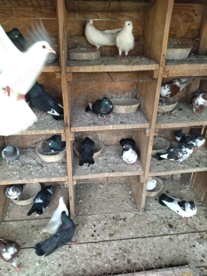 Porumbei cungi de Ploiesti 