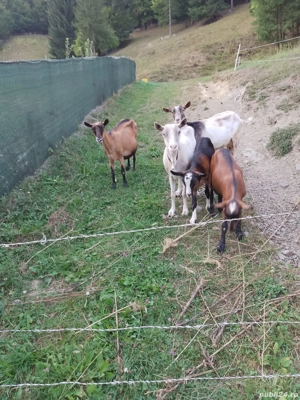 Vând 3 capre si 2 iede - imagine 3