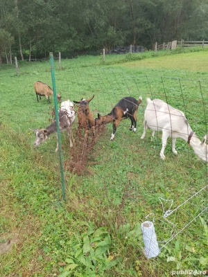 Vând 3 capre si 2 iede - imagine 2