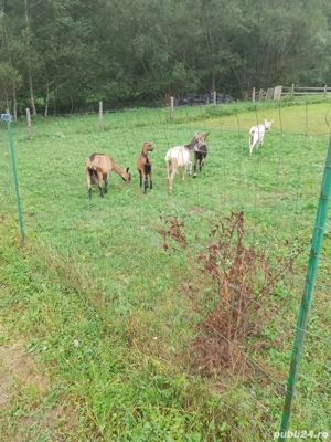 Vând 3 capre si 2 iede - imagine 4