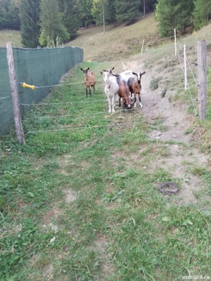 Vând 3 capre si 2 iede - imagine 5