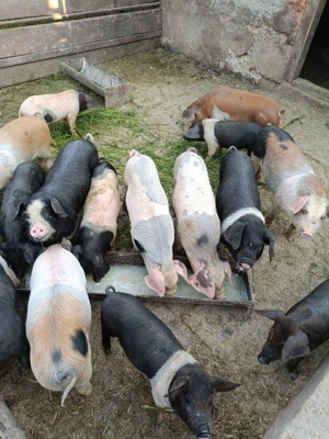 Vând purceii foarte mâncăcioși!!