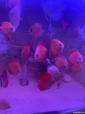 Cichlide Americane Discus  - imagine 4 Cichlide Americane Discus  - imagine 4